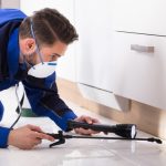 brisbane pest control services