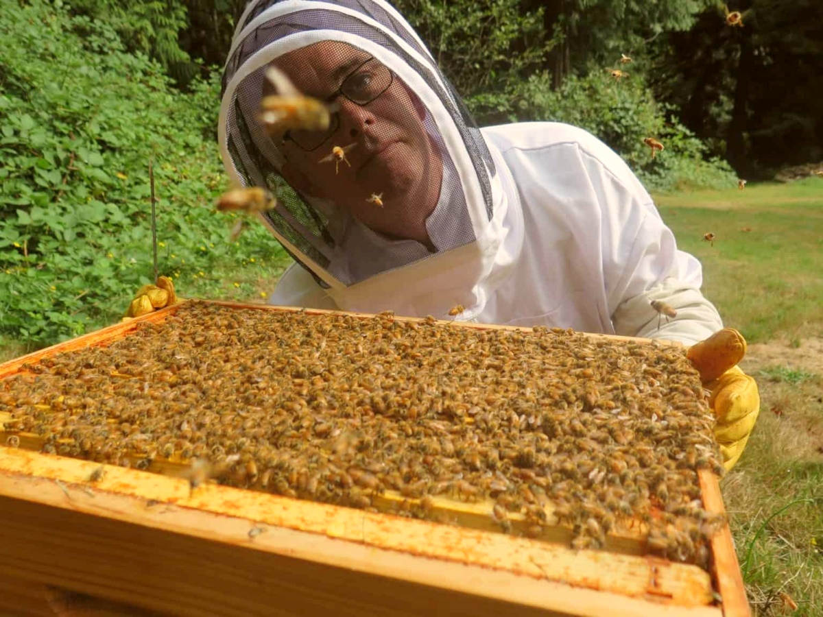 local bees pest control
