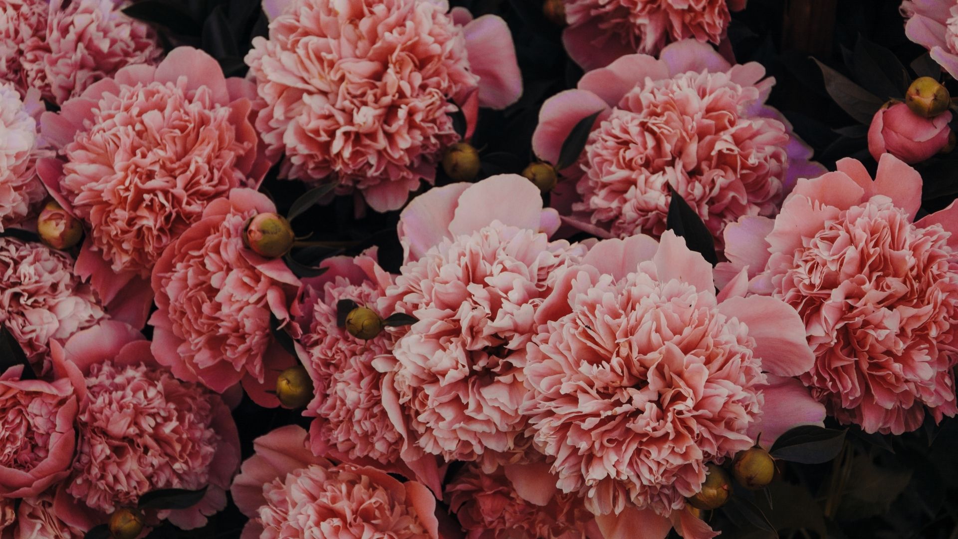 Valentine flowers online