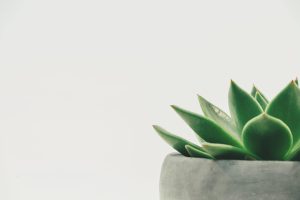 Zen Interior Tips and Design