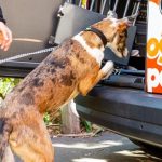 Pet Taxi Business