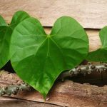 ​10 Health Benefits of Giloy - The Ultimate Immunity Booster