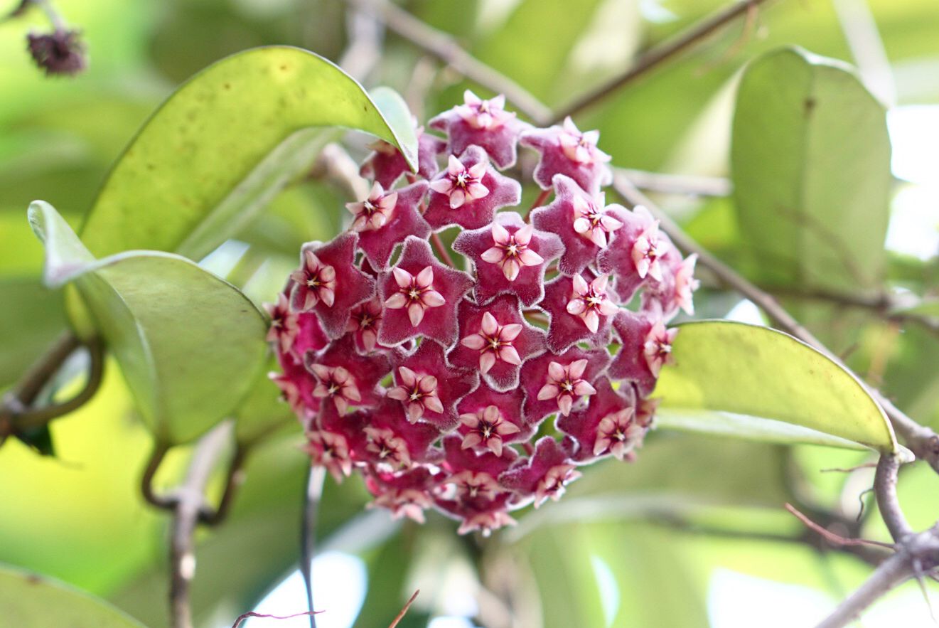 Hoya Bella