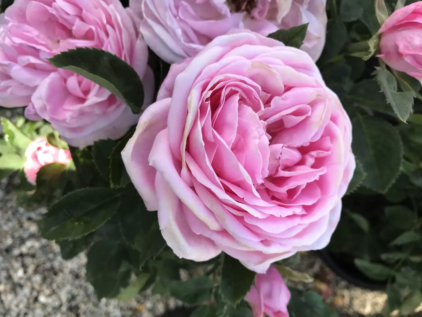 floribunda roses