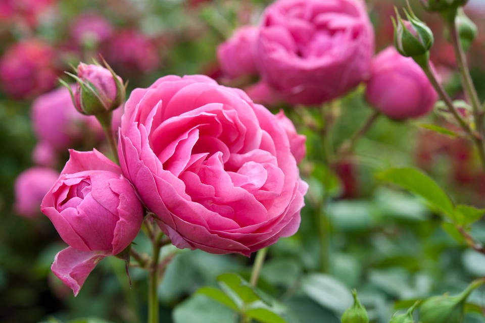 floribunda roses
