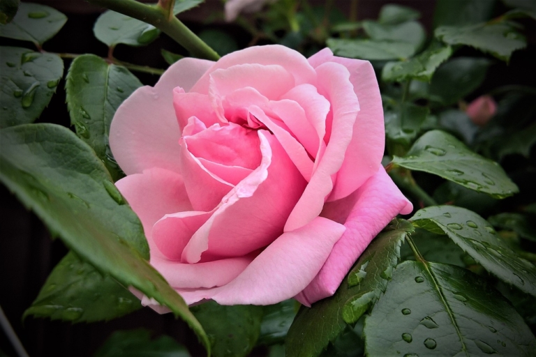 floribunda roses
