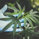cannabis seed combo packs